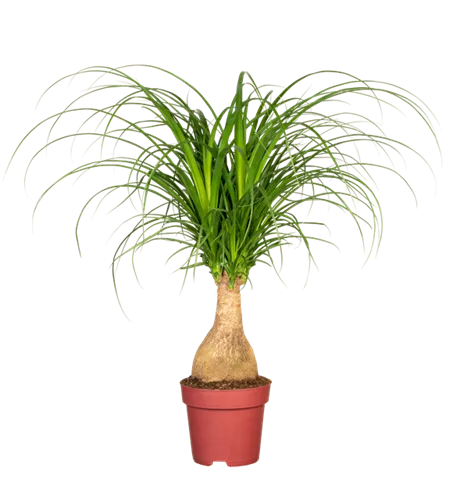 Elefantenfuß 'Maya Palm'