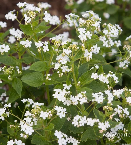 Brunnera macrophylla 'Betty Bowring'
