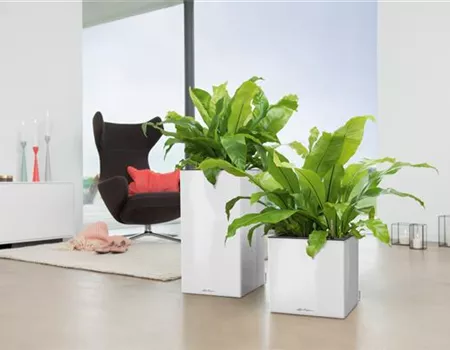 LECHUZA CANTO Premium 40 high