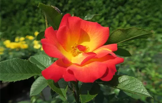 Rose 'Summer of Love'®