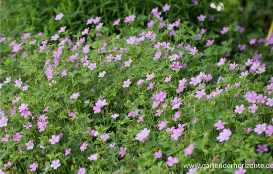 Oxford-Storchschnabel