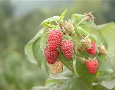 Himbeere 'Summer Lovers® Garden Red'