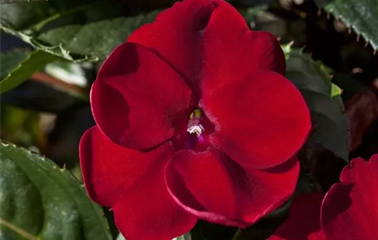 Sonnenlieschen 'SunPatiens® Compact Red'