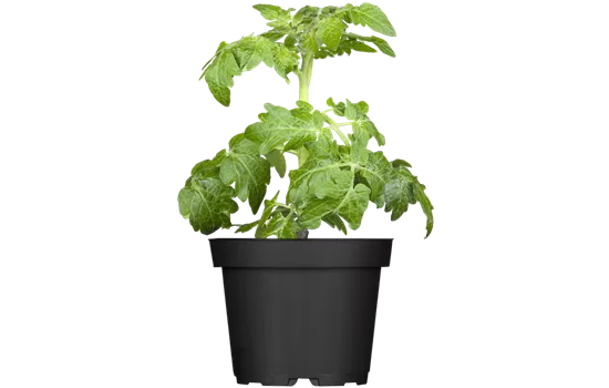 Zwerg-Tomate 'Primagold'®