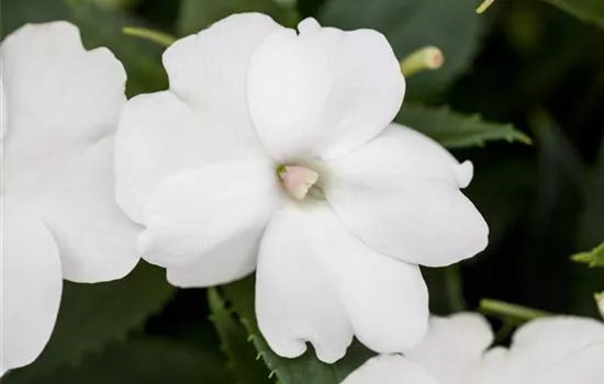Sonnenlieschen 'SunPatiens® Compact White'