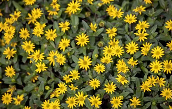 Husarenknopf 'Solaris® Yellow'