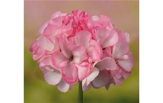 Stehende Geranie 'Grandeur® Power Blush'