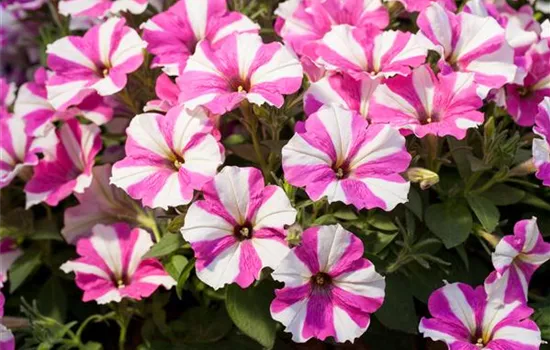 Petunie 'Surprise Pink Star'