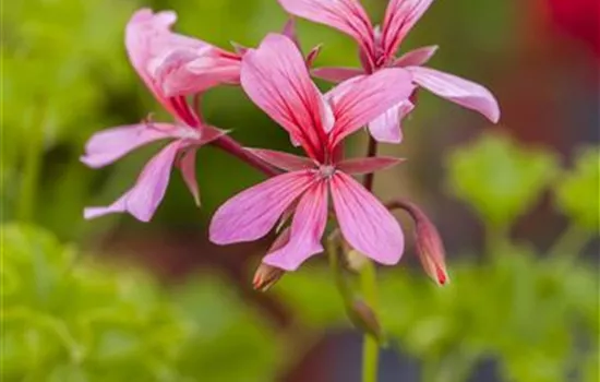Hängegeranie 'Ville de Paris Rosa'