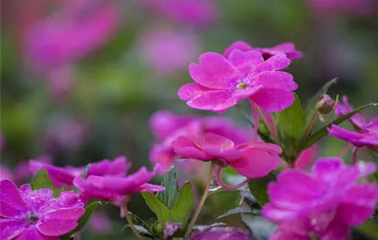 Sonnenlieschen 'SunPatiens® Magenta'