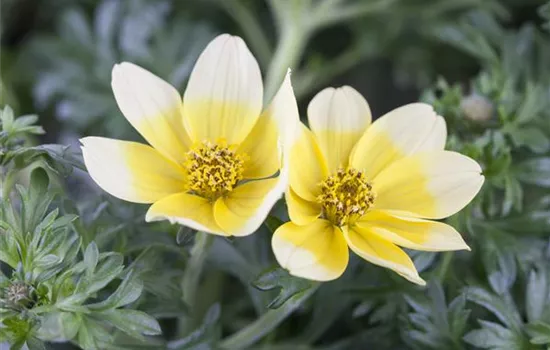 Goldmarie 'Taka Tuka® White & Yellow'