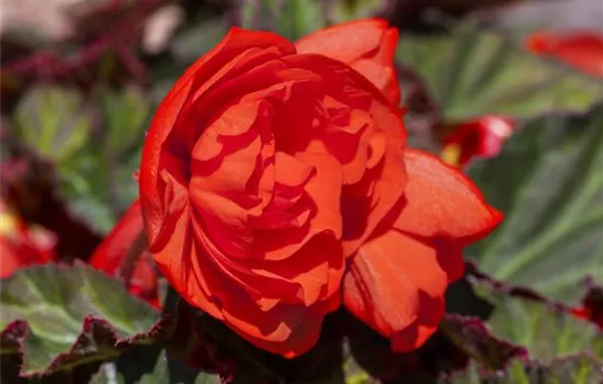 Hängebegonie 'Belina® Orange Colours'