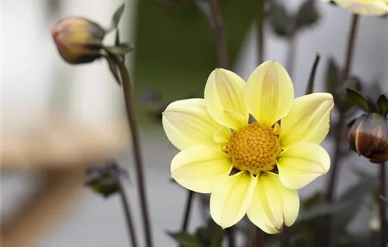 Einfach blühende Dahlie 'Happy Days Lemon'