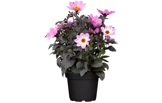 Einfach blühende Dahlie 'Happy Days Pink'