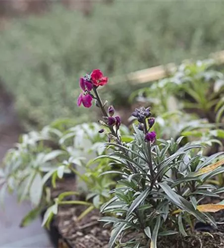 Erysimum cheiri 'Red Jep' -R-