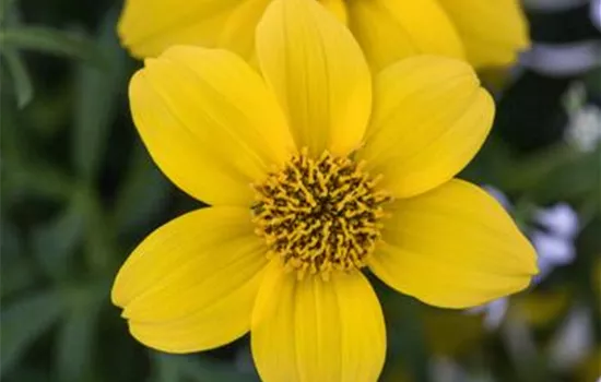 Goldmarie 'Bidopsis® Efraim´s Gold'