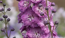 Delphinium x elatum 'Pink Power'