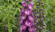 Delphinium x elatum 'Pink Power'