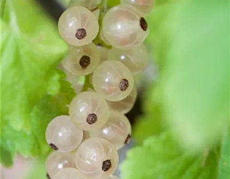 Johannisbeere 'Summer Pearls® White'