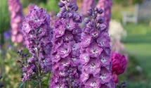 Delphinium x elatum 'Pink Power'