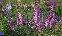 Delphinium x elatum 'Pink Power'