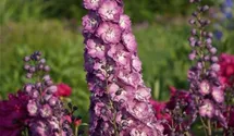 Delphinium x elatum 'Pink Power'