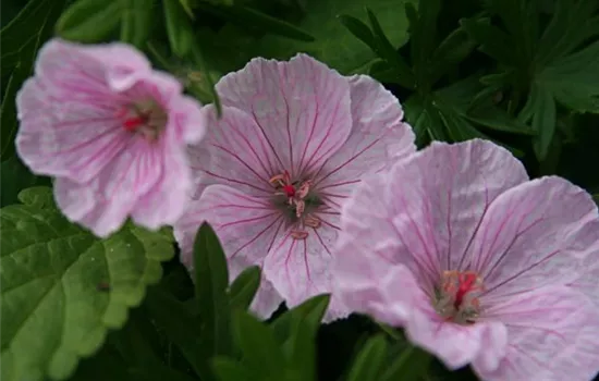 Garten-Blut-Storchschnabel 'Vision Light Pink'