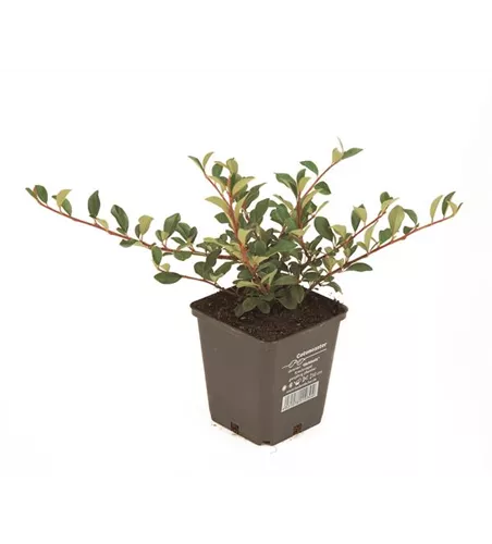 Cotoneaster dam. 'Eichholz', 12er Set