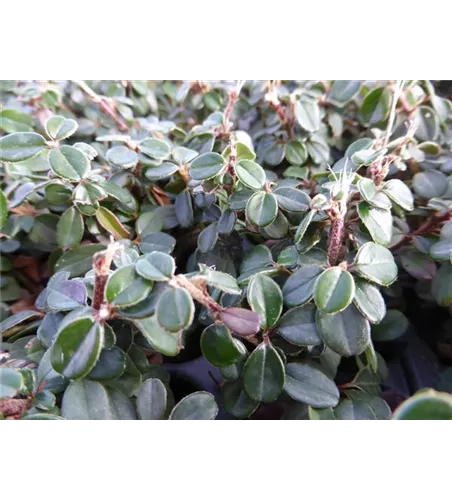 Cotoneaster micro. 'Cochleatus', 12er Set
