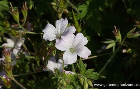 Oxford-Storchschnabel