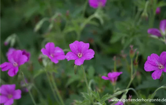 Oxford-Garten-Storchschnabel 'Rosenlicht'