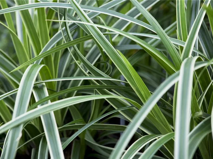 Carex morrowii ssp. foliosissima 'Icedance'