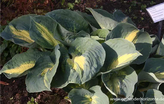 Funkie 'Dream Weaver'