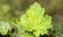 Heuchera americana 'Dale's Strain'