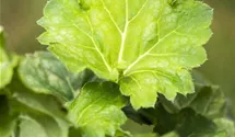 Heuchera americana 'Dale's Strain'