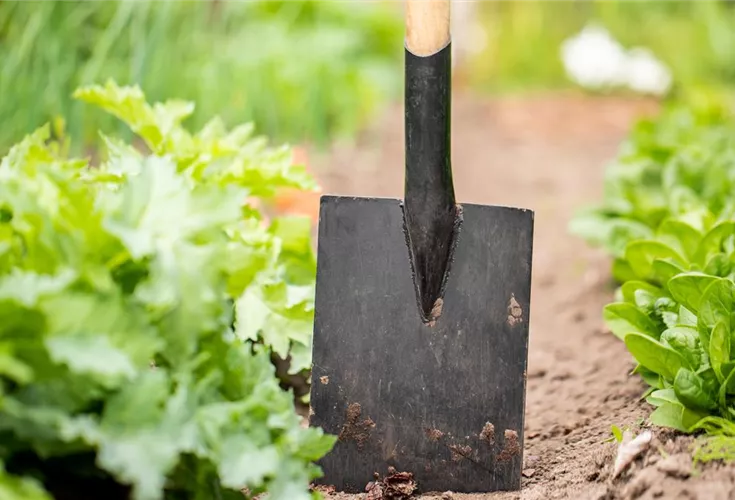 Spaten kaufen und Garten gestalten