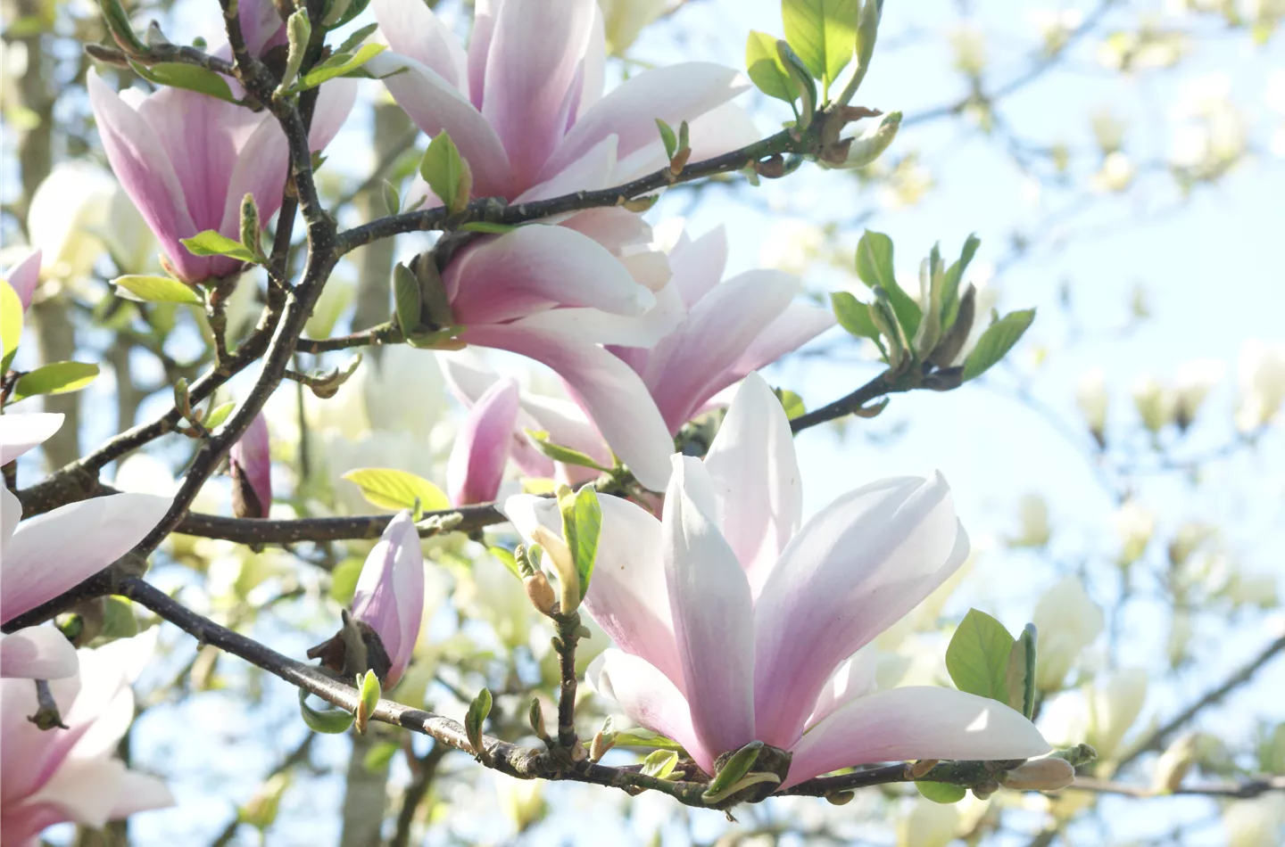 Frühblühende Gehölze wie die Magnolie sind ein Highlight