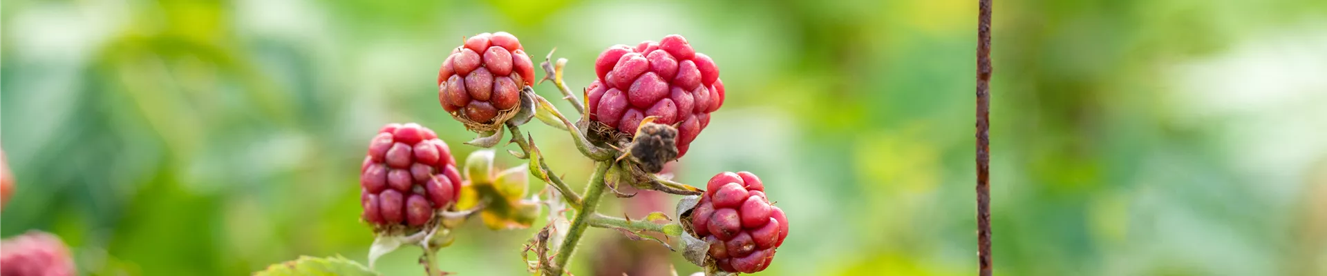 Rubus fruticosus