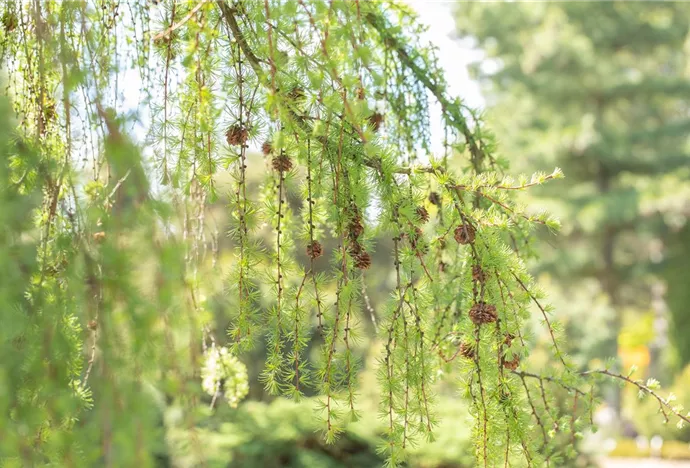 Nadelgehölze pflanzen und den Garten gestalten