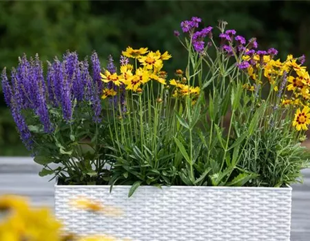 Die schönsten Sommerblumen für den Garten