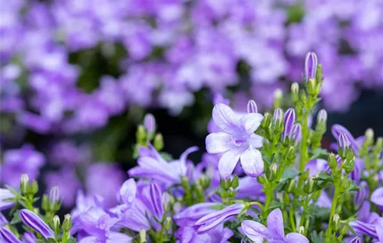 Winterharte Stauden für einen robusten und blühenden Garten Winterharte Stauden für einen robusten und blühenden Garten