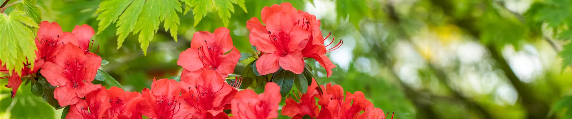 Rhododendron molle ssp. japonicum 'Nordlicht'