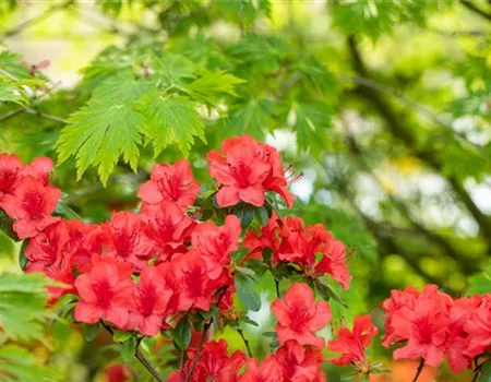 Gartengestaltung mit Rhododendron - Schönheit im Garten