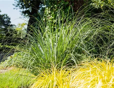 Gartengestaltung mit Gräsern – Filigrane Schönheiten für jeden