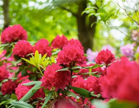 Schön und anspruchsvoll: Rhododendron pflanzen im eigenen Garten