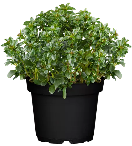 Iberis sempervirens 'Pink Ice' -R-