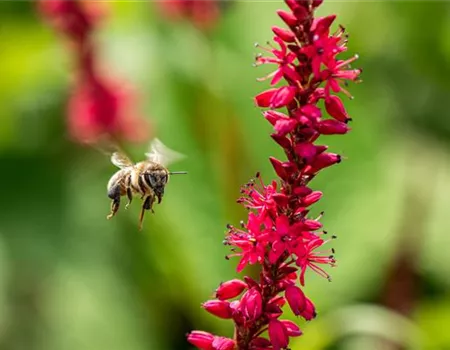 Bienenfreundliche Stauden - Leckere Snacks im Garten