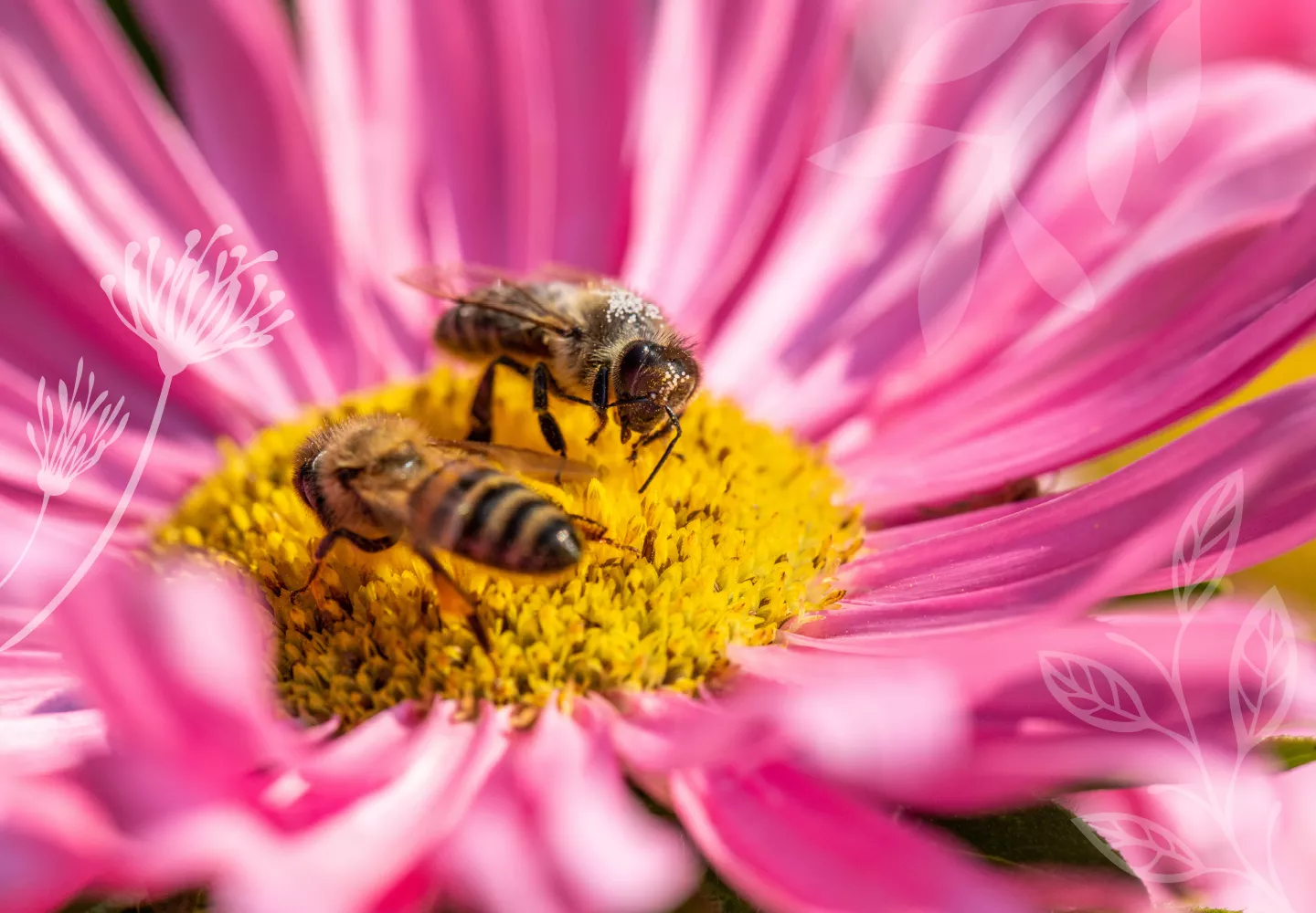 Biene auf pinker Blüte (Biene auf pinker Blüte.png)