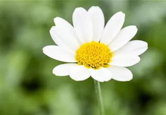 Anthemis tinctoria 'Sauce Hollandaise'