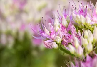 Sedum spectabile 'Carmen'